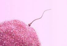 Umjetna oplodnja (medicinski potpomognuta oplodnja) – cijena, metode oplodnje i uzroci neplodnosti Umjetna oplodnja