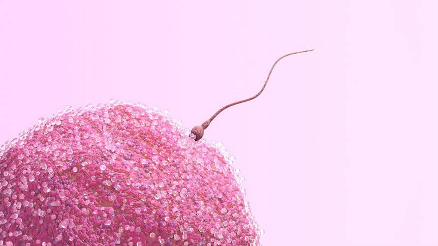 Upoznavanje trudnoće ivf