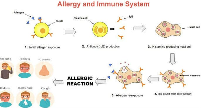 Prikaz imunološke reakcije na alergene