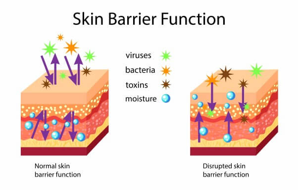 Prikaz utjecaja na zdravu i oštećenu barijeru kože